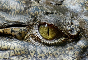 Crocodile, Australia, Reptile, Eye, Animal