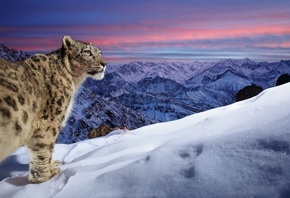 Snow Leopard, Ladakh mountain range, India