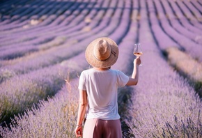 lavender field, Provence, France