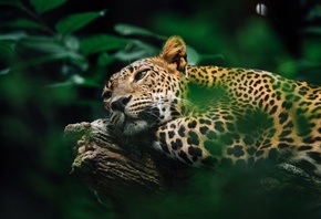 big cats, Leopard, Southern America