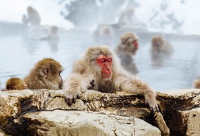 Japanese macaque, Jigokudani Snow Monkey Park, Nagano Prefecture, Japan