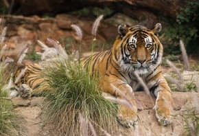 Pretoria Zoo, South Africa, National Zoological Gardens, tiger