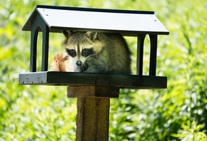 wild animals, young raccoon, bird feeder