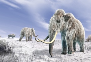 Woolly Mammoth, Mammuthus Primigenius, Holocene epoch