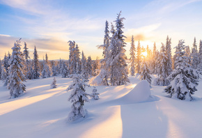 зима, ліс, дерева, ялинки, сніг, ранок, світанок, схід сонця, тіні, Jorn Allan Pedersen