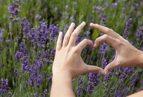 flora, Lavandin, medicinal plant