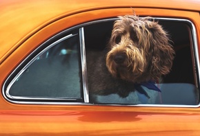 pets, Dog, travel, car