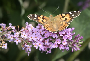 Buddleja davidii, ornamental plant, orange eye, summer lilac, Vanessa cardui, butterfly, Painted Lady