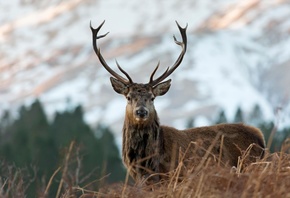 Red Deer, Cervus Elaphus, Scottish Highlands