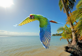 great green macaw, Costa Rica, large parrots