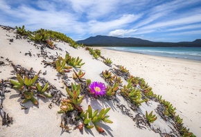 Pigface, Carpobrotus Glaucescens, Maria Island, Tasman Sea, Australia