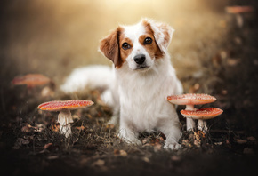 природа, собака Коикерхондье, осень, взгляд, морда, грибы, мухоморы, цвета