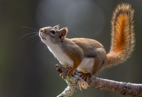 Animals, Squirrel, Tree Branch