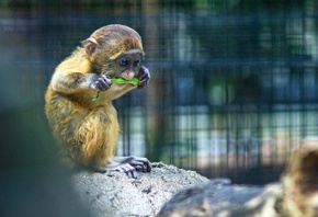 Zoo, Monkey, Primate