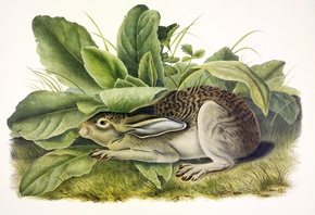 Black-tailed Hare, John James Audubon, North America
