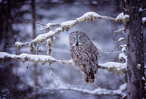Snow, Owl, Forest