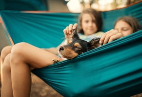 hammock, dog, relaxing