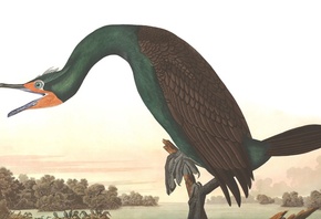 Florida Cormorant, John James Audubon, Birds of America