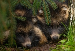 animals, danuki, wildlife, Japanese raccoon dog