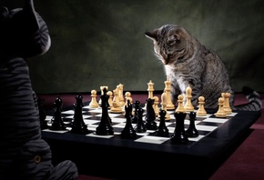 check mate, chess, cat