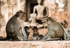 crab-eating macaques, Lopburi, Thailand