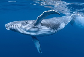 Whale, Ocean, Humpback Whale, Marine Mammals