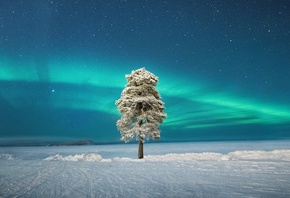 Lone Tree, Scandinavian Aurora, Lapland, Finland