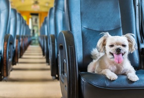 travelling, furry friends, train, dog