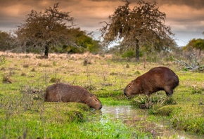 Capybaras, Ibera National Park, Argentina