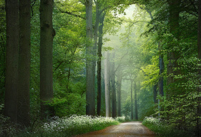природа, весна, ліс, дерева, доріжка, зелень