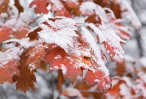 snowfall, October, Chester State Park, South Carolina