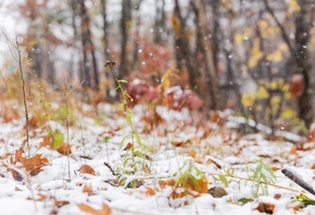 snowfall, October, Chester State Park, South Carolina