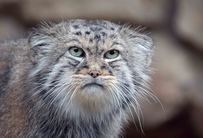 pallass cat, small wild cat, otocolobus manul