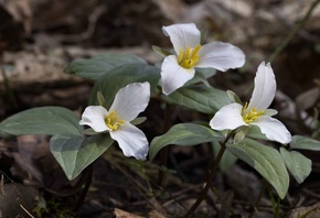 large-flowered trillium, Trillium Grandiflorum, flowers, Ohio