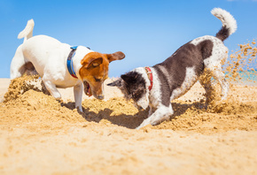 summer holiday, Jack Russell Terrier, sand, beach