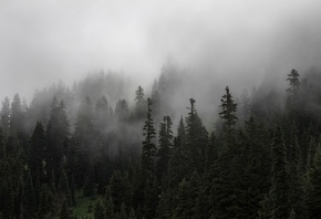 , , , , , trees, nature, forest, fog, ate