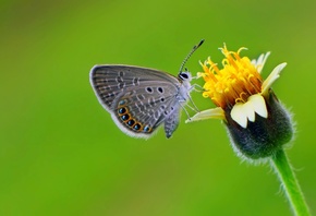 бабочка, бабочка Euchrysops cnejus, бабочка обои, бабочка фон, бутон, выбор ...