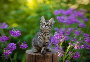 animal, kitten, cute, flowers, bokeh, stump