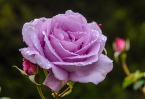 , , , , macro, flower, rose, petals