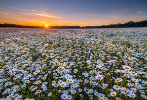 , , , , ,  , flowers, sunset, landscape, field, chamomile, chamomile field