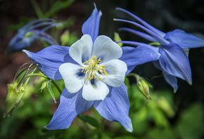 , ,  ,   , flower, flora