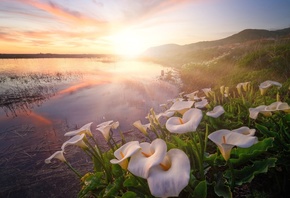 , , , , , , , , , , , , , , light, view, flowers, dawn, lake, slope, hills, pond, shore, haze, rays, Calla Lilies, morning, fog