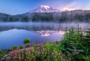 nature, forest, fog, lake, reflection, flowers, dawn, morning, trees, mount ...