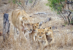 ������, ����