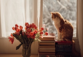 кошка, кот, животное, рыжий, книги, окно, улица, занавески, солнце, лучи, к ...