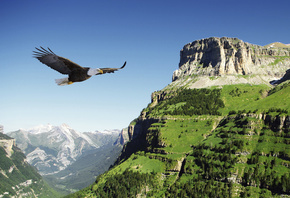 , , , , , ,  , mountains, flight, eagle, bird, valley, Spain, bald eagle