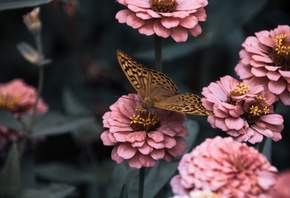 бабочка, Перламутровка большая, цветы, Цинния