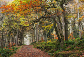 осінь, ліс, національний парк, Англія, дерева, стовбури дерев, листя, опале ...