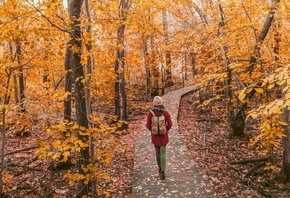 Nature, Park, Autumn
