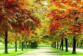 осінь, дерева, трава, доріжка, краса